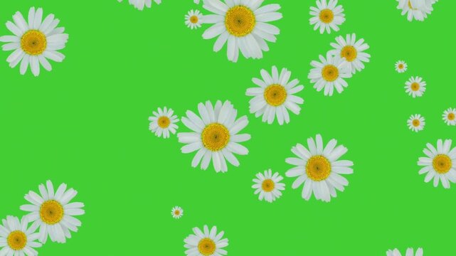 Seamless floral pattern with daisies and chamomiles in summer spring style