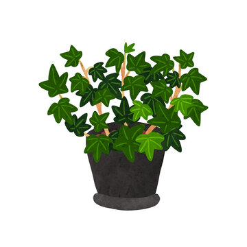 アイビー（へデラ）の鉢植え　水彩風手描きイラスト
