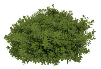 Obraz premium Green bush with light and dark green leaves plant nature isolated on a transparent background