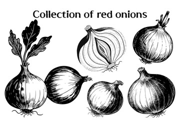 Red Onion Collection Vintage Engraving Illustration Set &ndash; Hand Drawn Botanical Line Art