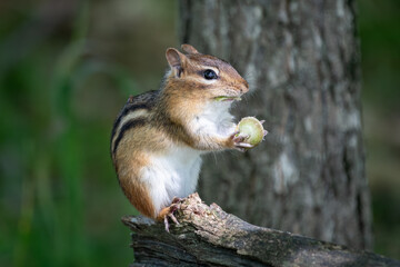 An eastern chipmunk  perched on a weathered tree branch while holding a small green acorn in its paws. A bit of the acorn in it mouth. © George Schmiesing