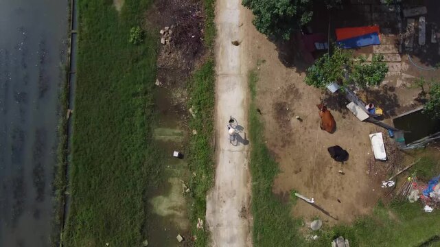 Cyclist rides bicycle on concrete path passing grazing buffalo and old houses next to water, drone shot.