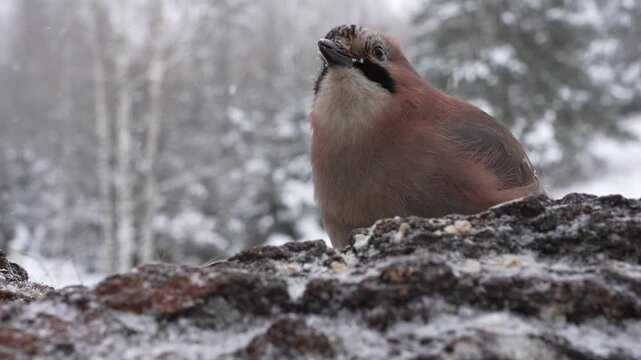 Jay is sitting on a branch and eating on an snowy winter day.