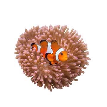 A close-up view of a sea urchin with its spines and mouth parts visible