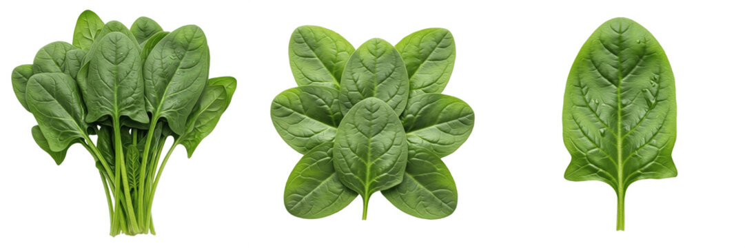 Fresh green spinach leaves set: Bunch of spinach, pile of leaves, and single leaf isolated on white background.