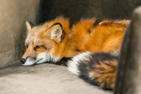 A serene red fox lays comfortably on a plush couch, basking in a cozy indoor setting