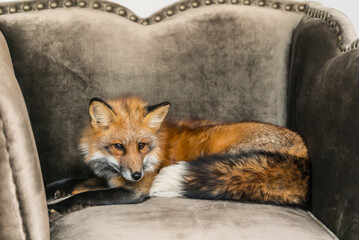 Fototapeta premium A red fox relaxes on a soft armchair, basking in the warm sunlight indoors