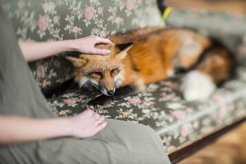 Fototapeta premium A red fox relaxes on a couch, receiving soothing pets from a caring human companion