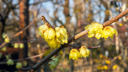 黄色いロウバイ
