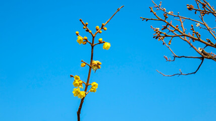 黄色いロウバイ