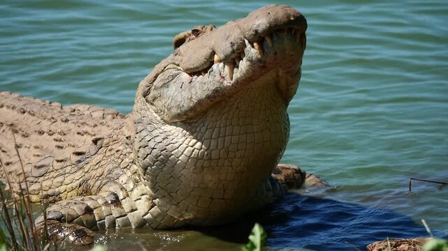 Crocodile avalant une tortue &ndash; sc&egrave;ne de pr&eacute;dation en gros plan