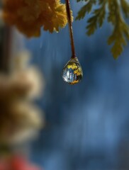 Refraction of Nature in a Water Droplet.