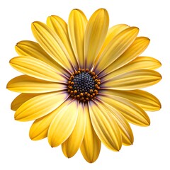 Obraz premium Bright yellow gerbera daisy flower in full bloom macro close-up with soft natural light background
