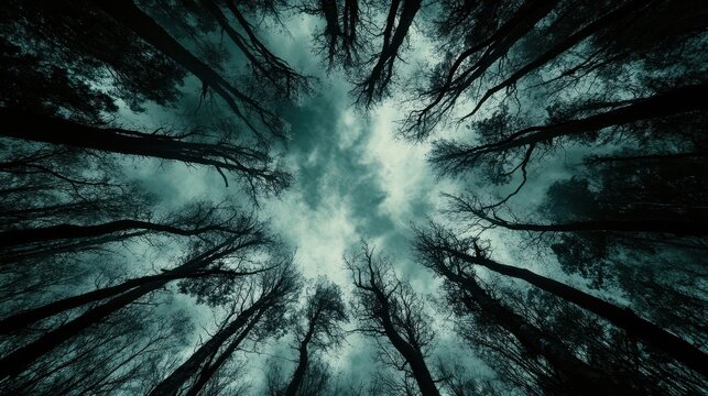Bare tree branches reach toward a dramatic stormy sky seen from below in a dark forest