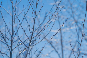 Indicators of seasonal shift, Signs indicating seasonal transition appear, Observable signs signal change of seasons, Visible indicators mark onset of new season