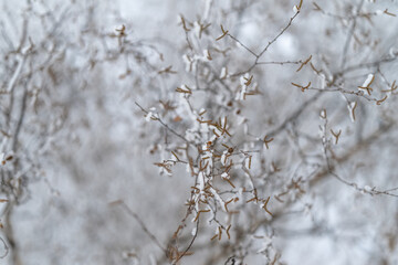 Obraz premium Winter scene snapshot, Serene icy branches with subtle winter hues captured closely, Detailed view of snowcovered twigs with icy details against quiet winter background