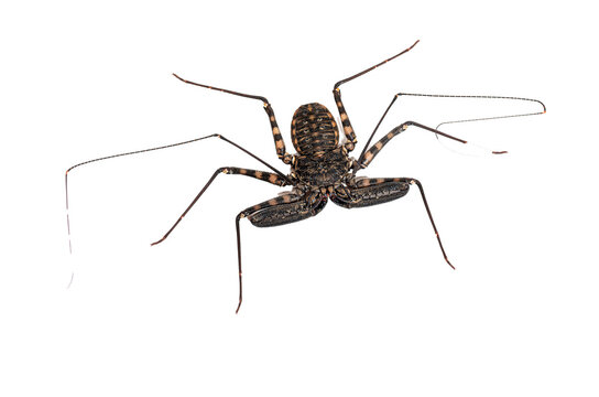 Whip spider with long spindly legs spread wide on white background, flattened body and patterned carapace captured in dramatic studio macro view

