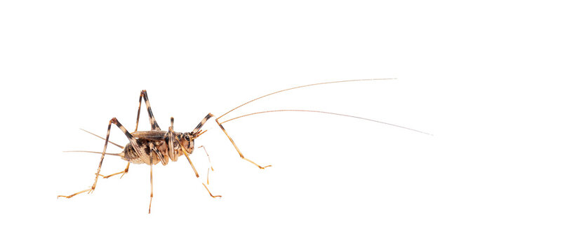 Small brown cricket with extremely long antennae standing on white background, delicate legs and patterned body captured in minimal studio macro

