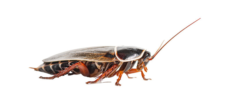 Brown cockroach side view on white background, glossy shell, long antennae and spiny legs shown in detailed clean studio macro photograph

