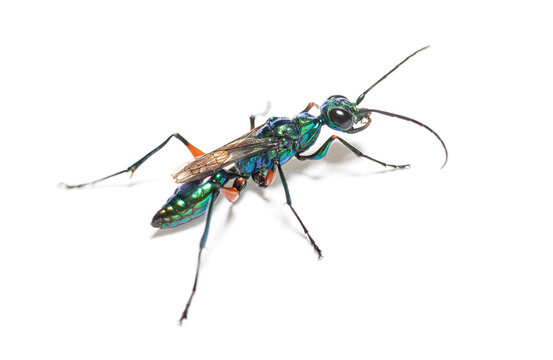 Shimmering blue green jewel wasp with orange accents resting on white background, long antennae and veined wings shown in vivid macro

