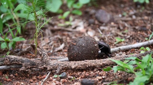 Bousier roulant une boule d&rsquo;excr&eacute;ment avec sa femelle dessus