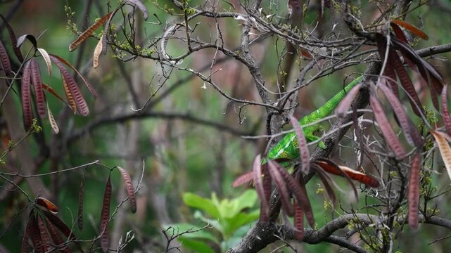 Cam&eacute;l&eacute;on descendant d&rsquo;un arbre 
