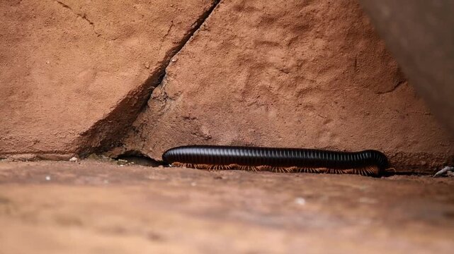 Mille-pattes g&eacute;ants - Archispirostreptus gigas