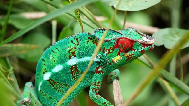 Cam&eacute;l&eacute;on de La R&eacute;union cherchant de la nourriture