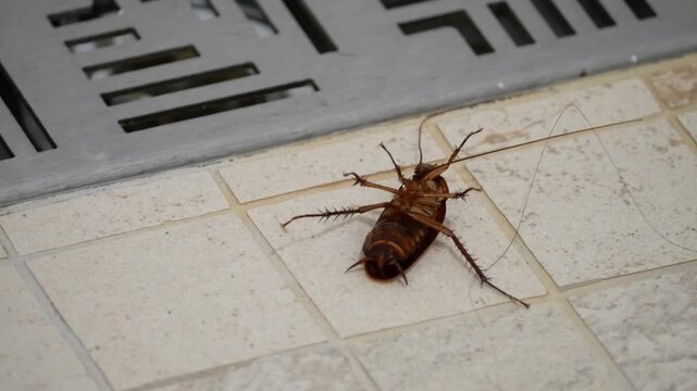 Cancrelat sur le dos se d&eacute;battant dans la salle de bain