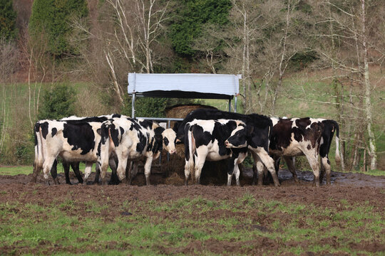 Holstein cattle herd feeding hay in muddy pasture