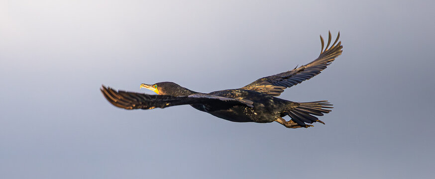 Cormoran en plein ciel : l&rsquo;&eacute;lan sauvage