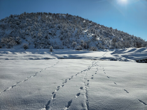 Multiple footprints cross a snowy field toward a forested hill under bright winter sun and clear blue sky.  
📍Marivan, Kurdistan 