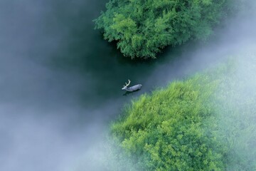 an elk running through the grassland, with foggy background