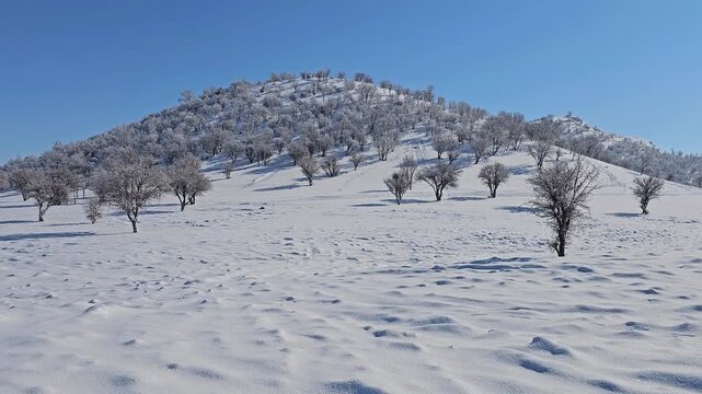 Snow-covered winter landscape with scattered leafless trees, gentle snowy hills, and clear blue sky, capturing the peaceful beauty of a bright and pristine cold-season day.  
📍Marivan, Kurdistan 