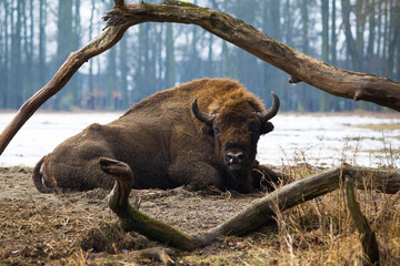 Rodzina żubrów na leśnej zimowej polanie w Pszczynie Jankowicach Polska © kubikactive