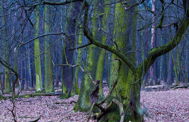Bajkowy stary las, w  abstrakcyjnej kolorystyce © kubikactive