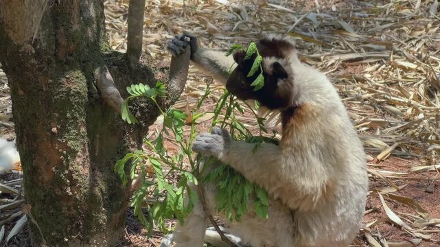 Crowned sifaka (Propithecus coronatus) eating leaves on the ground. Madagascar.