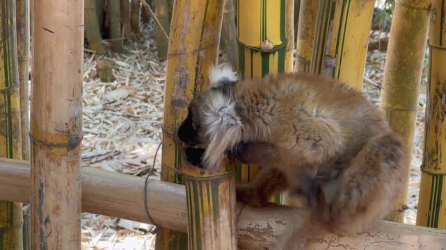 Female Black lemur (Eulemur macaco) scratching herself. Lemurs park, Madagascar.