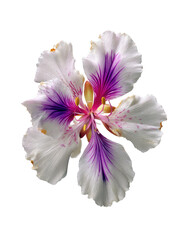 Close-up of a beautiful white and purple orchid-like flower with yellow stamen, black backdrop