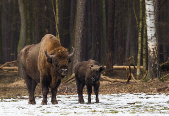 Rodzina żubrów na leśnej zimowej polanie w Pszczynie Jankowicach Polska © kubikactive