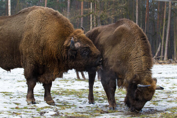 Rodzina żubrów na leśnej zimowej polanie w Pszczynie Jankowicach Polska © kubikactive