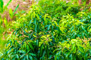 Obraz premium Thailand background tropical green mountain jungle forest rainforest trees plants.