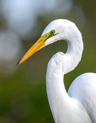 Close-up of a graceful white heron with curved neck and sharp beak