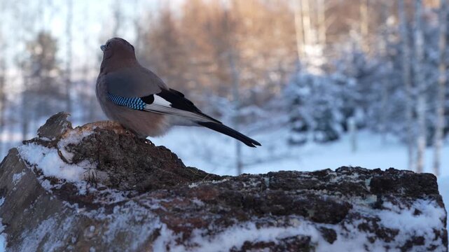 Jay eating on the stump in winter
