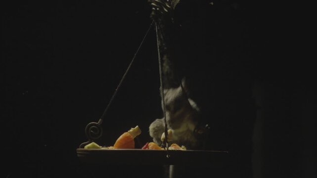 Close-up of a bushbaby eating from a hanging plate of fruit, alert and skittish before jumping off in the dark