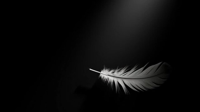 Elegant white feather against dark background with spotlight