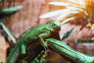Fototapeta premium Tropical lizard lying on curved wooden branch