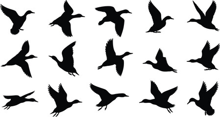 Flying duck bird silhouettes collection showing different wing positions, black vector wildlife set for nature design, hunting graphics, logo creation and outdoor illustration projects