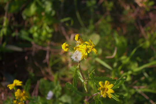 Common groundsel (Senecio vulgaris) flowering