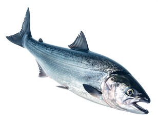 Obraz premium A silvery fish with a dark head and fins, isolated on white